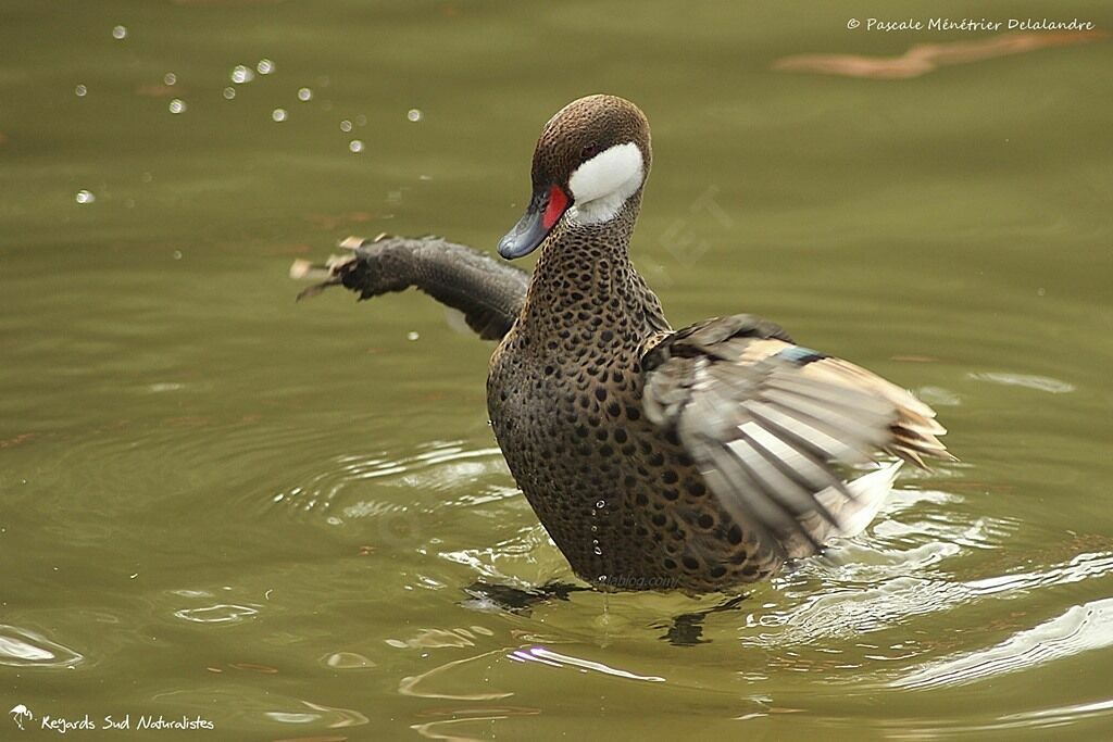 Canard des Bahamas