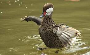 White-cheeked Pintail