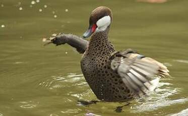 Canard des Bahamas