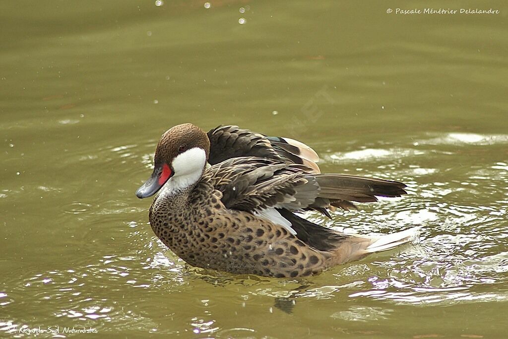 White-cheeked Pintail