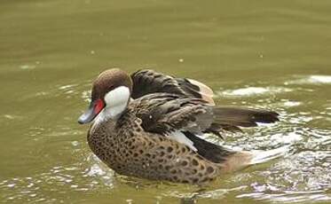 Canard des Bahamas