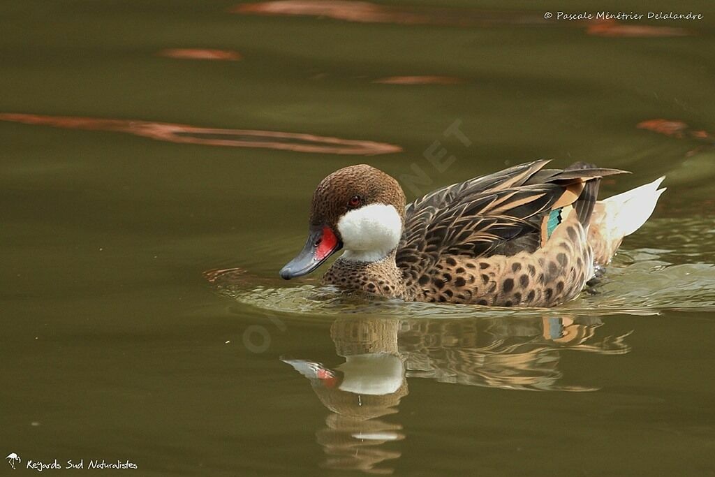 White-cheeked Pintail