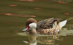 White-cheeked Pintail