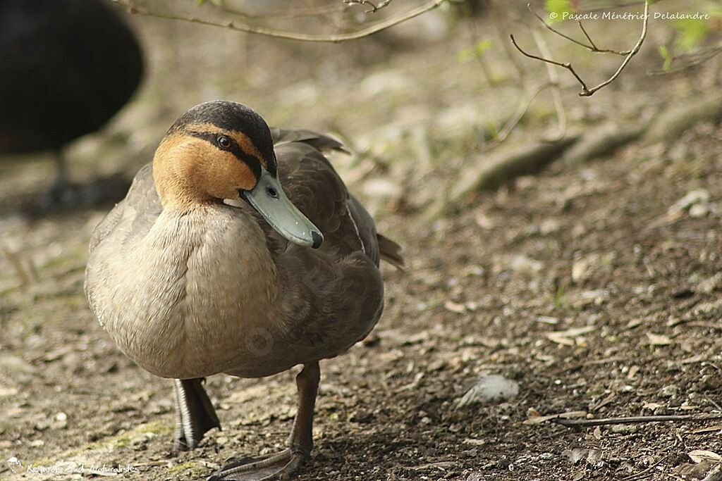 Philippine Duck