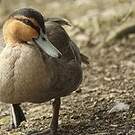 Canard des Philippines