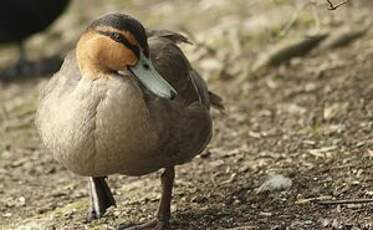 Canard des Philippines