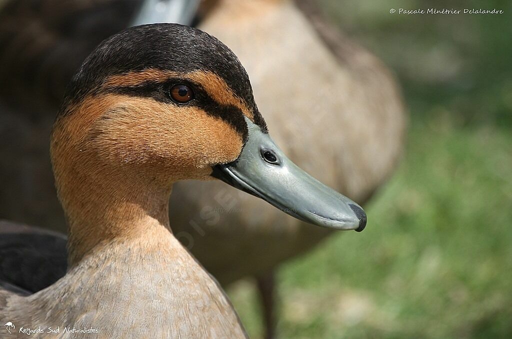 Philippine Duck