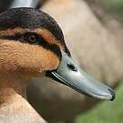 Canard des Philippines