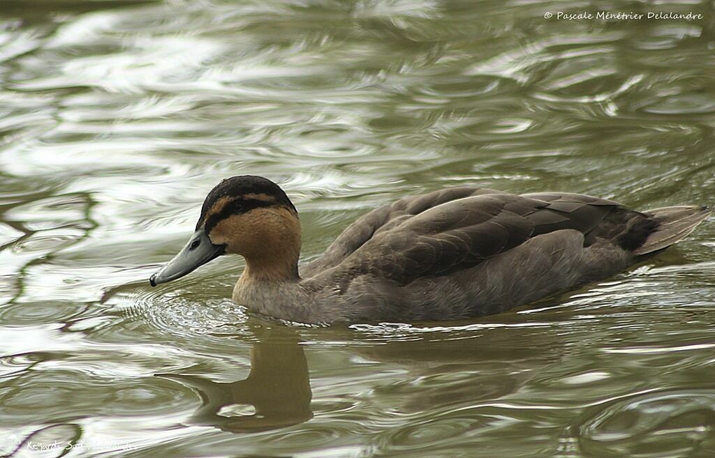 Philippine Duck