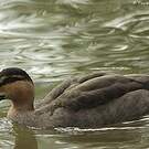Canard des Philippines