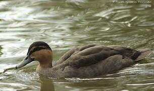 Philippine Duck