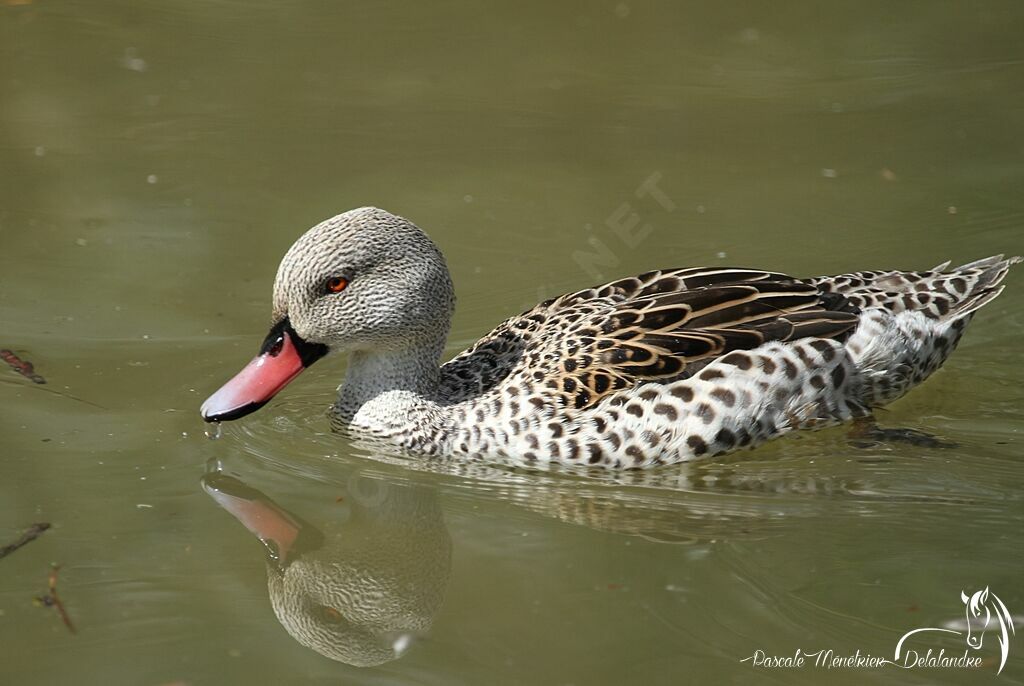 Cape Teal