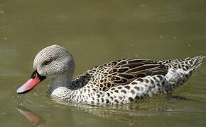 Cape Teal