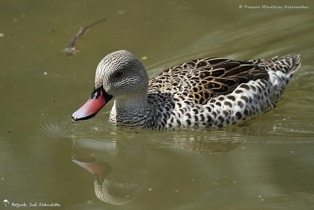 Cape Teal