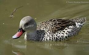 Cape Teal