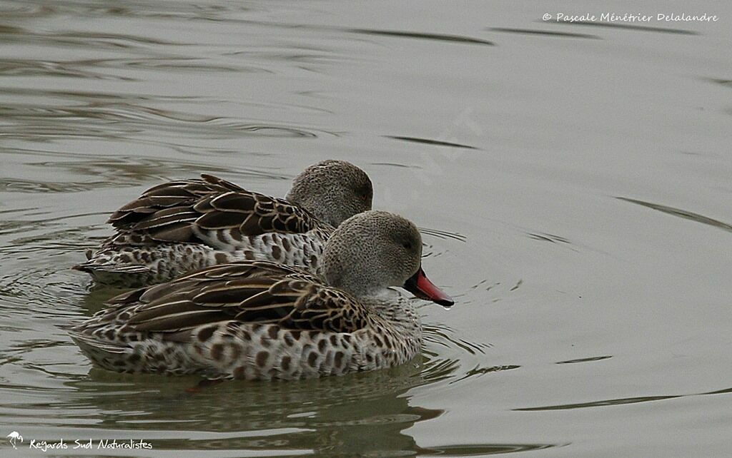 Cape Teal