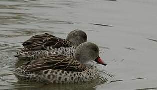 Cape Teal