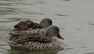 Canard du Cap