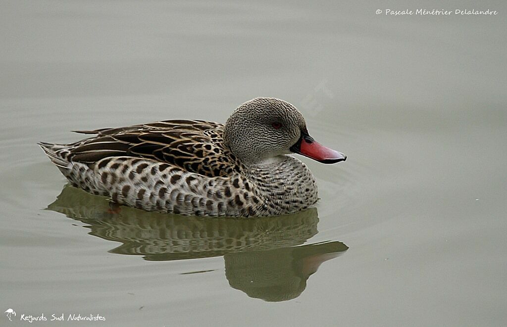 Canard du Cap