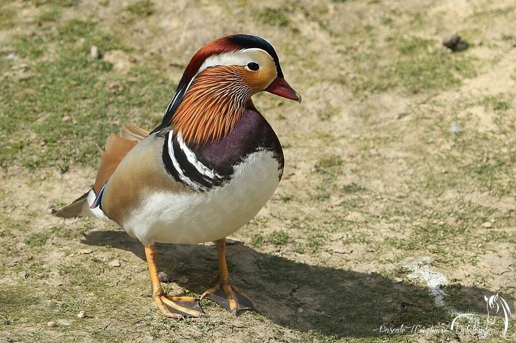 Canard mandarin mâle