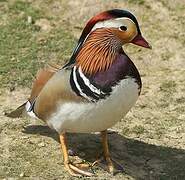 Canard mandarin