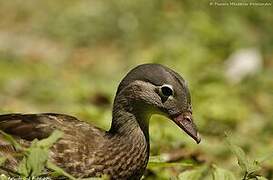 Mandarin Duck