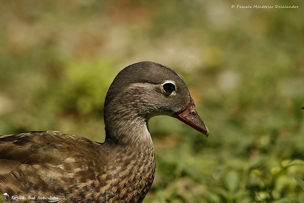 Canard mandarin