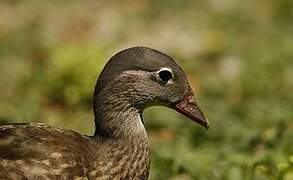 Mandarin Duck