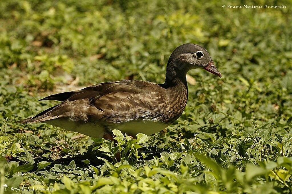 Canard mandarin