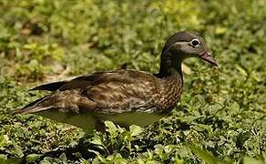 Mandarin Duck