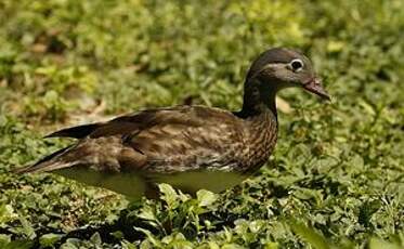 Canard mandarin