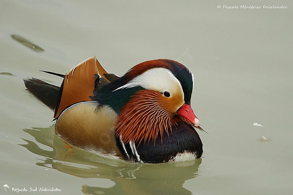 Mandarin Duck