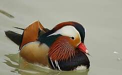 Canard mandarin