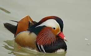 Mandarin Duck