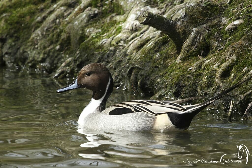 Canard pilet