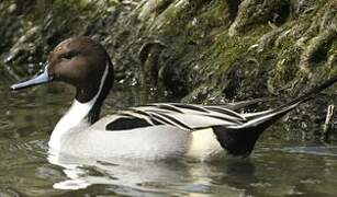 Northern Pintail