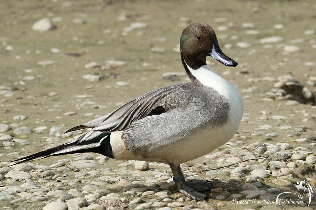 Northern Pintail