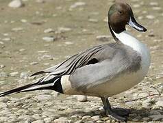 Northern Pintail