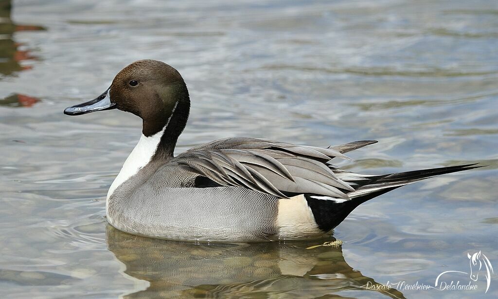 Northern Pintail