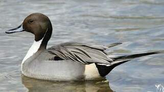 Northern Pintail