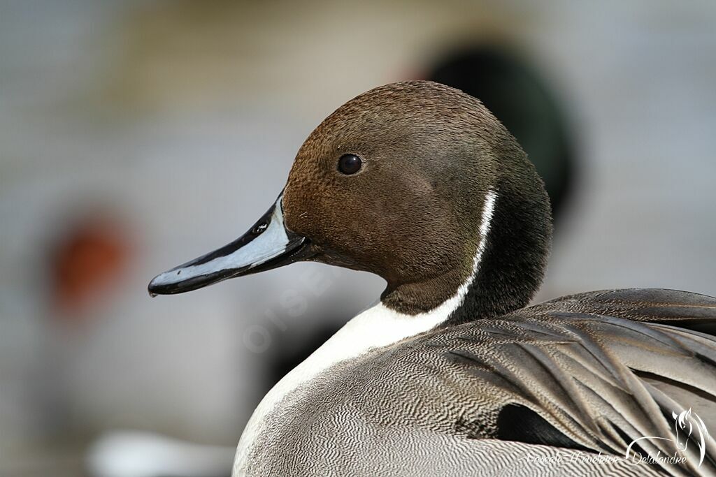 Canard pilet