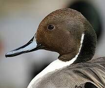 Northern Pintail