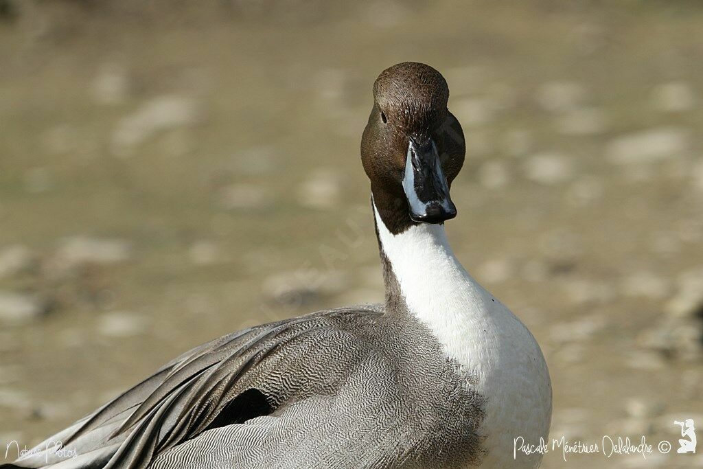 Northern Pintail