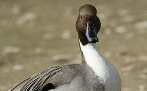 Northern Pintail