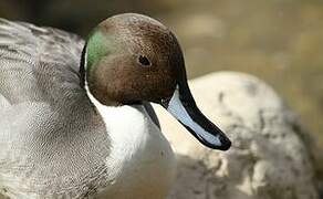 Northern Pintail