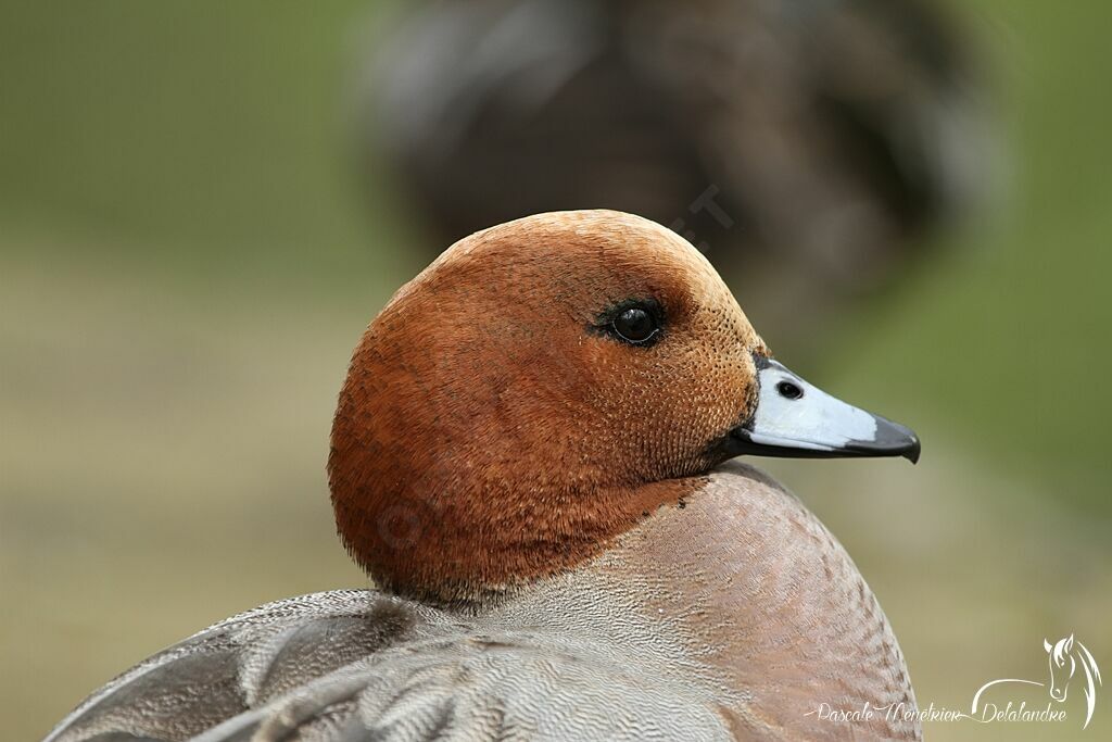 Eurasian Wigeon