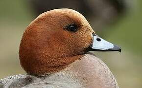 Eurasian Wigeon