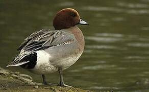 Eurasian Wigeon