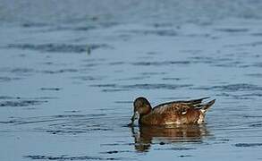 Canard siffleur