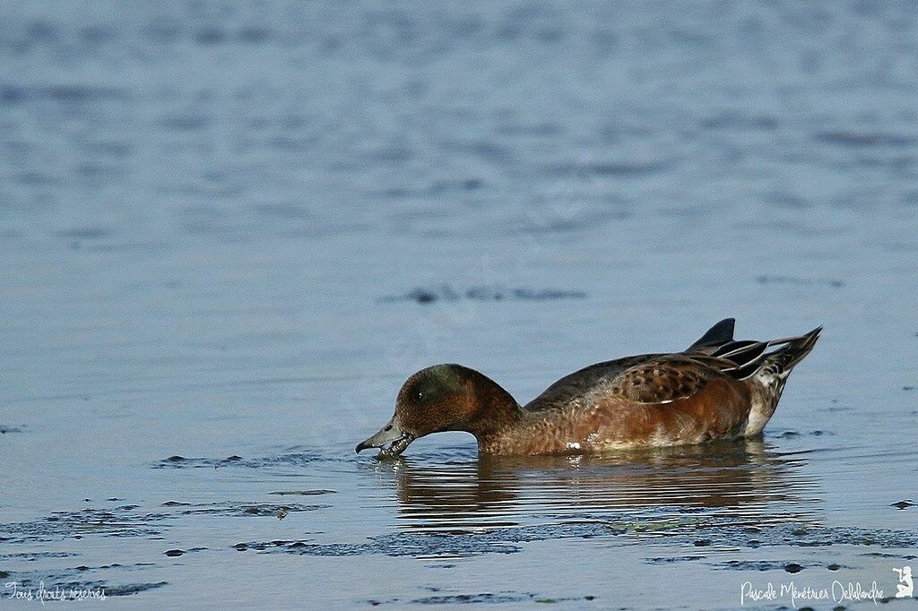 Canard siffleur